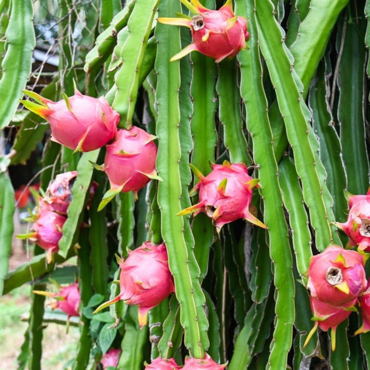 Dragon fruit growing in a warm USDA Zone 10 climate