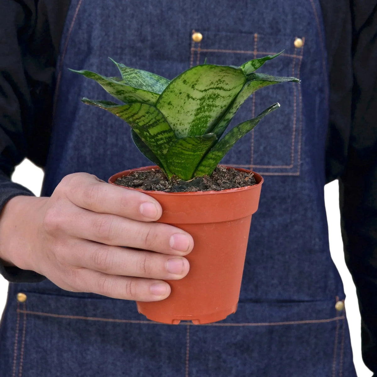 Black Robusta Snake Plant — Compact Dark Foliage live plant
