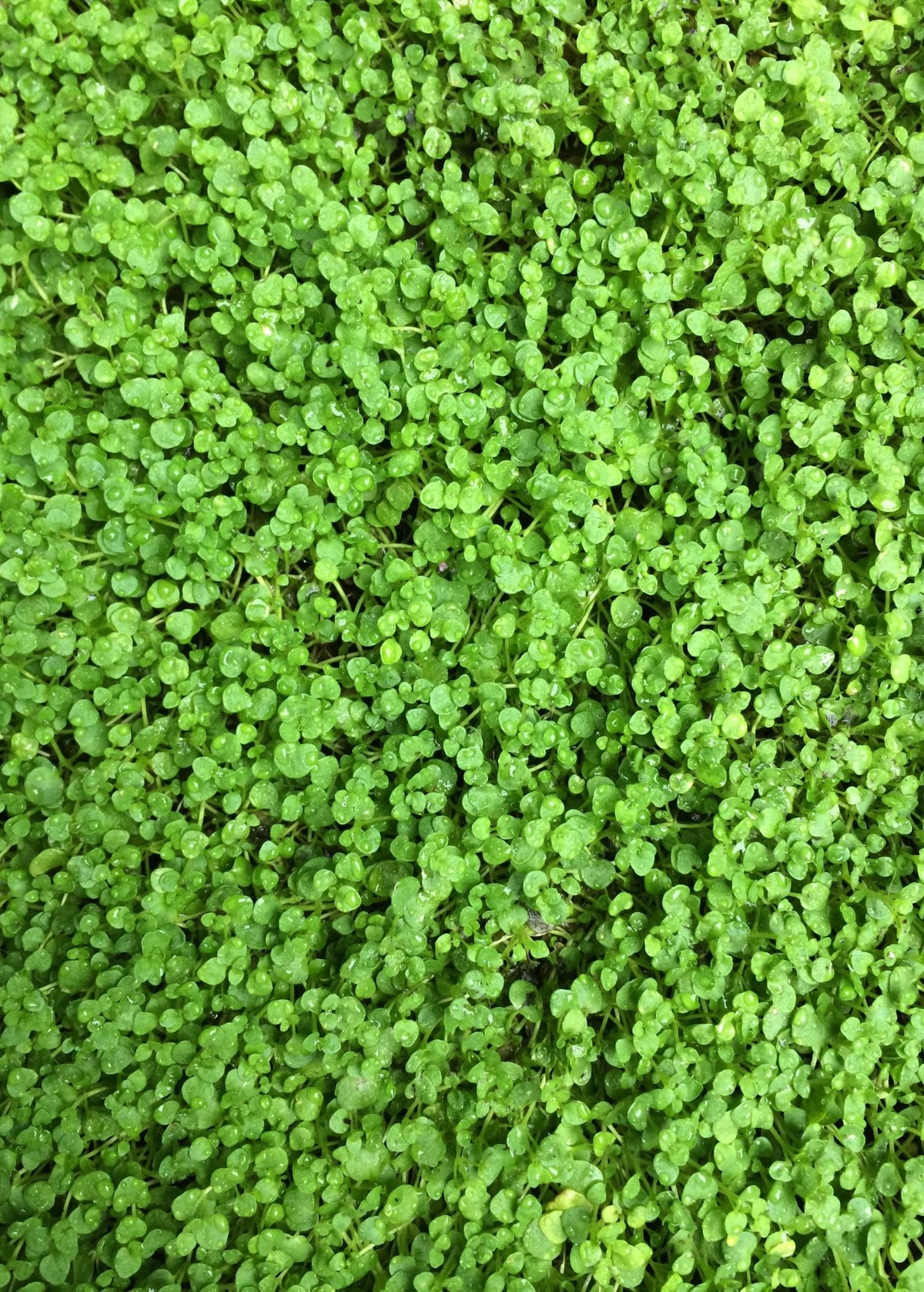 Close-up of small green Corsican mint leaves forming a groundcover mat; growth reference, not arrival size.