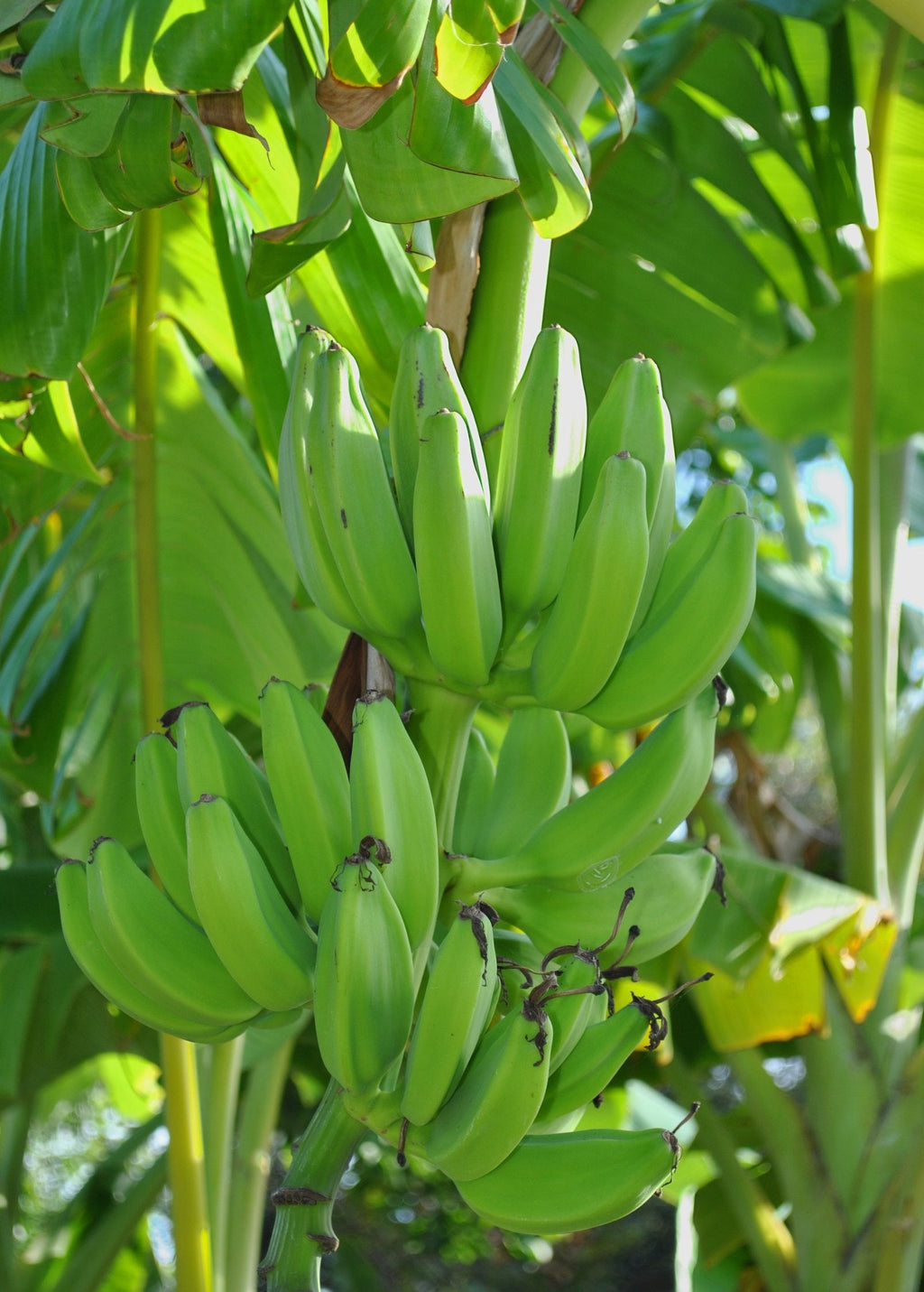 Mona Lisa Banana — Live Tropical Banana Plant