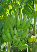 Mona Lisa Banana — Live Tropical Banana Plant