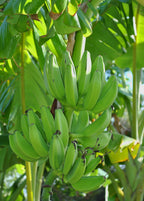 Mona Lisa Banana — Live Tropical Banana Plant