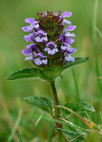 Self Heal Herb (Prunella vulgaris)