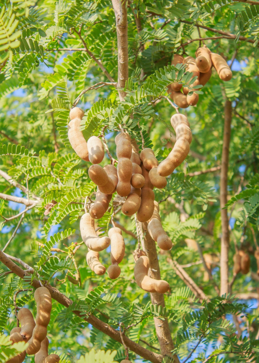 Tart Tamarind Tree — Tamarindus indica