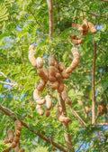Tart Tamarind Tree — Tamarindus indica