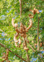 Tart Tamarind Tree — Tamarindus indica