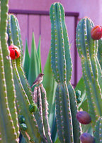 Peruvian Apple Cactus — Cereus repandus