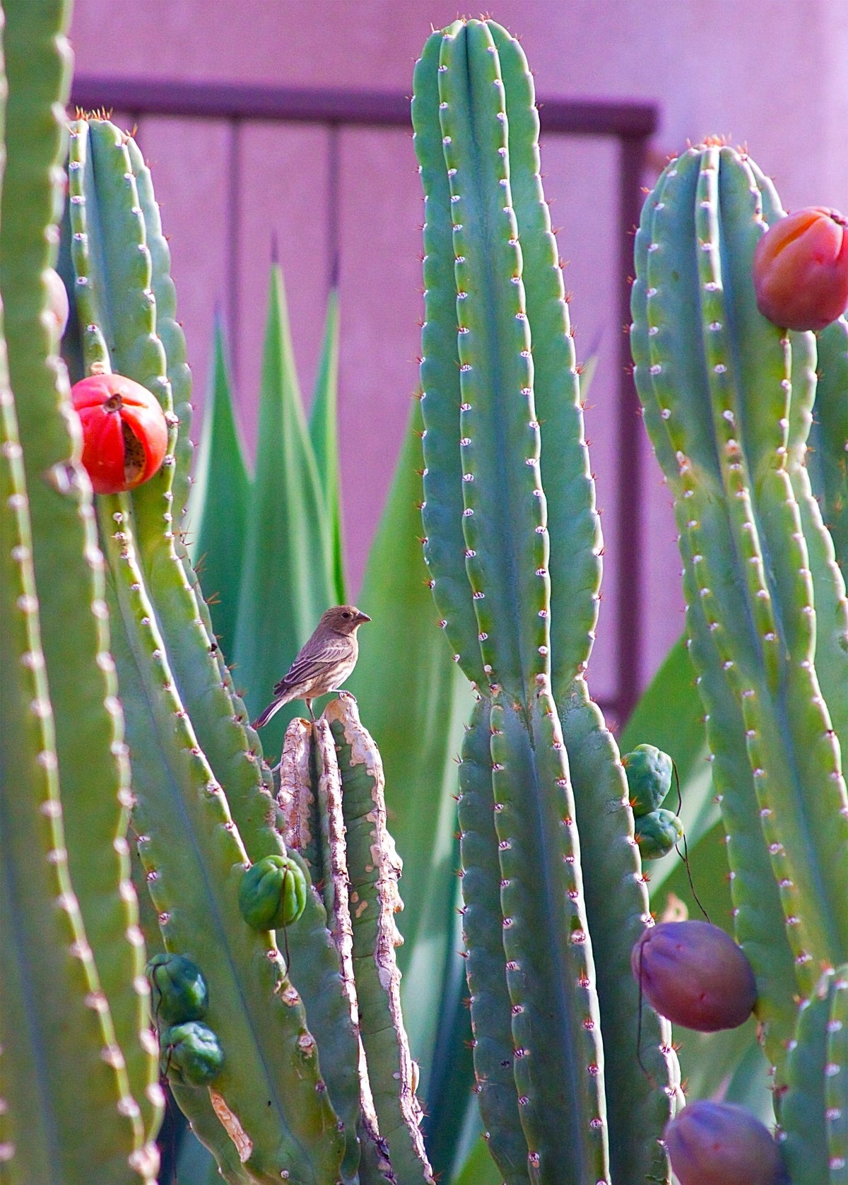 Peruvian Apple Cactus — Cereus repandus