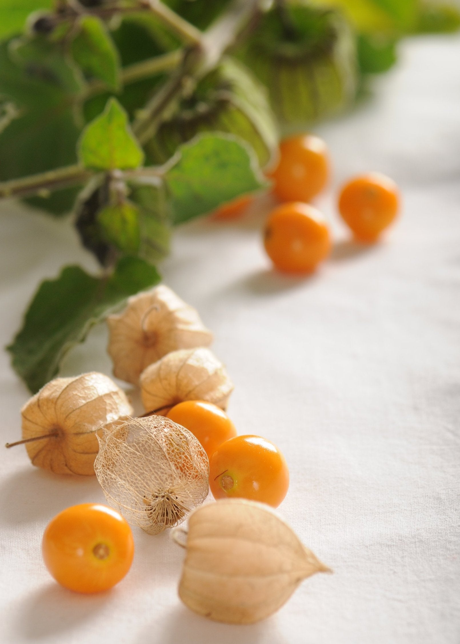 Hawaiian Poha Berry — Cape Gooseberry Plant
