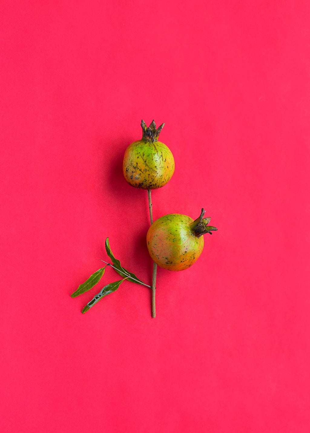 Vietnamese Pink Pomegranate Tree live plant - additional view 3