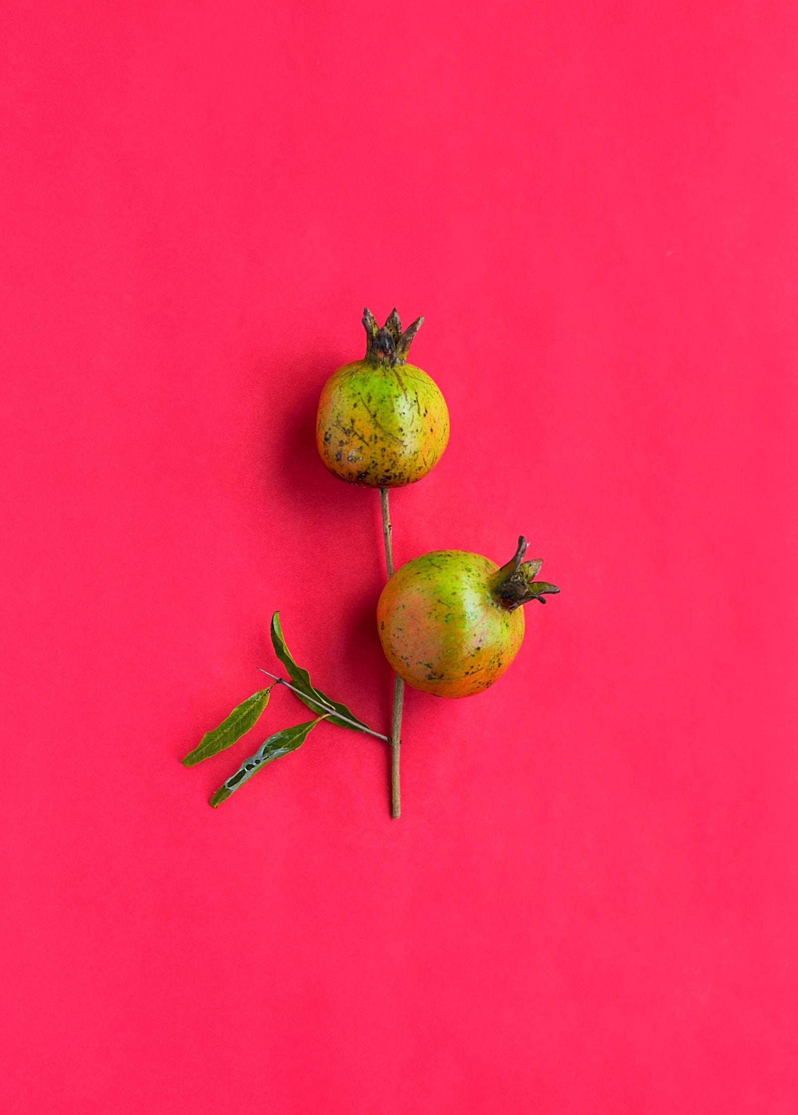 Vietnamese Pink Pomegranate Tree live plant - additional view 3