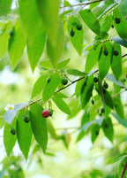 Red Strawberry Tree — Jamaican Cherry