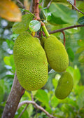 Black Gold Jackfruit Tree