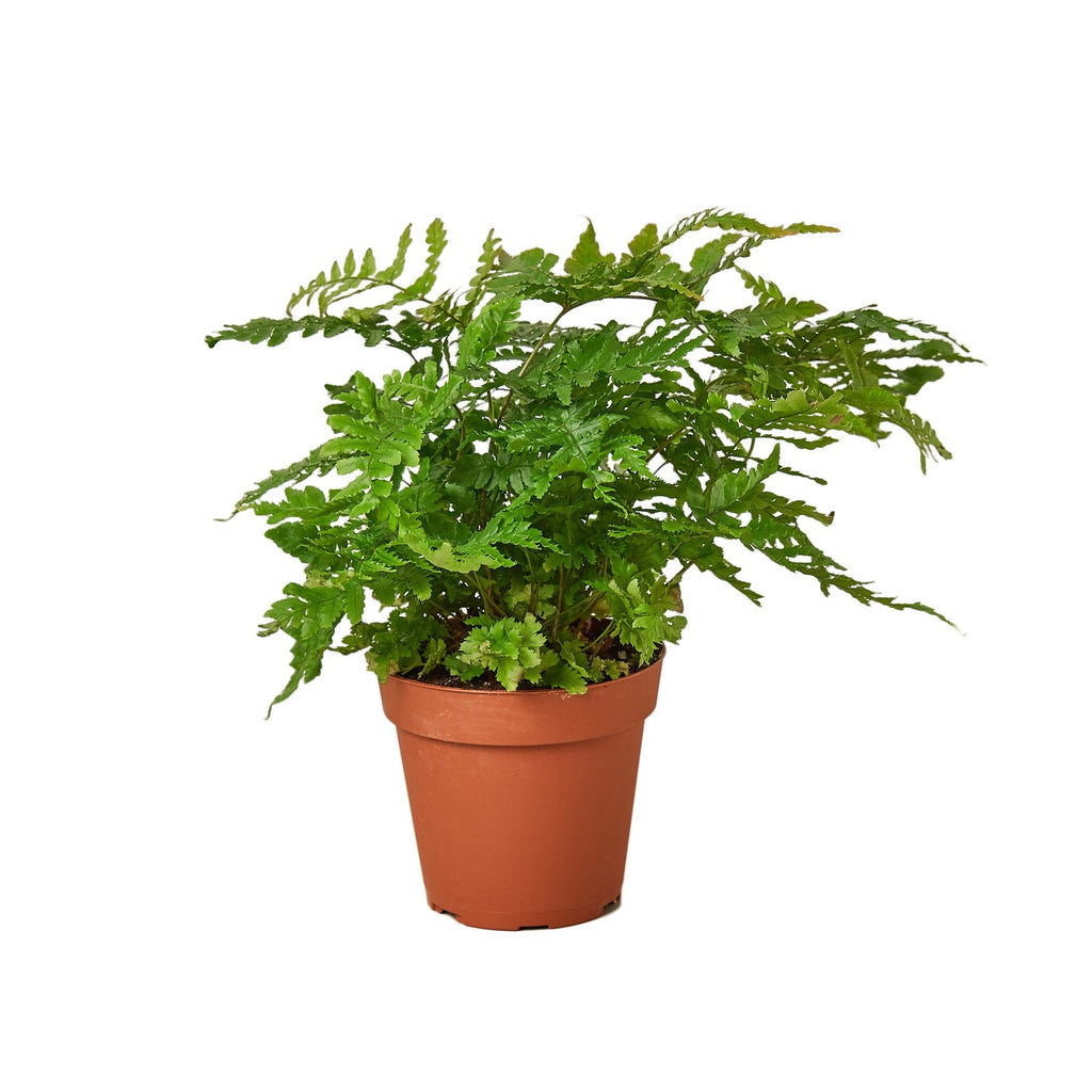 Autumn Fern — Copper New Growth live plant