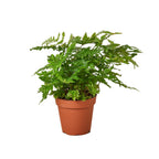 Autumn Fern — Copper New Growth live plant