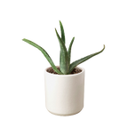 Aloe Vera — Easy-Care Succulent live plant