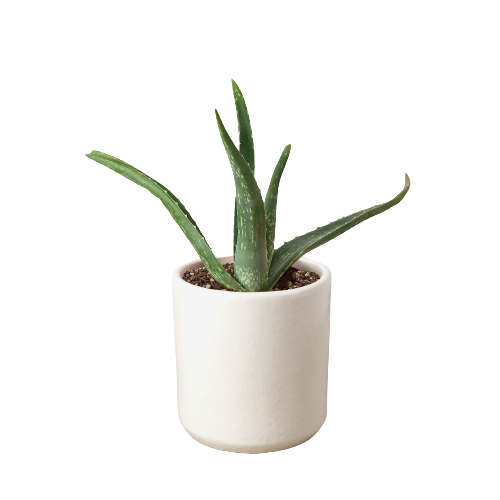 Aloe Vera — Easy-Care Succulent live plant