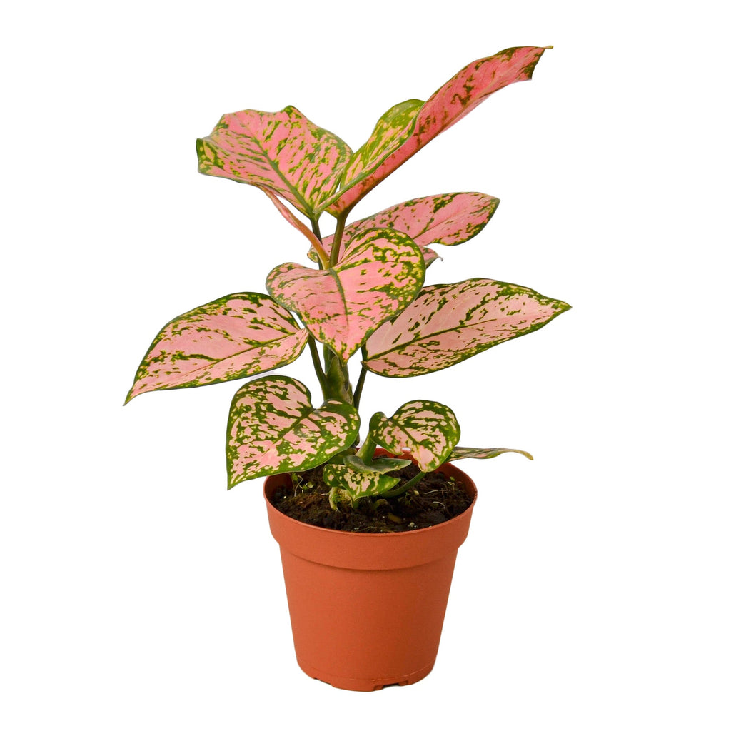 Lady Valentine Chinese Evergreen — Pink Houseplant live plant