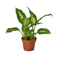 Dieffenbachia Camille — 4-Inch Pot
