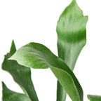 Staghorn Fern — Sculptural Indoor Fern live plant