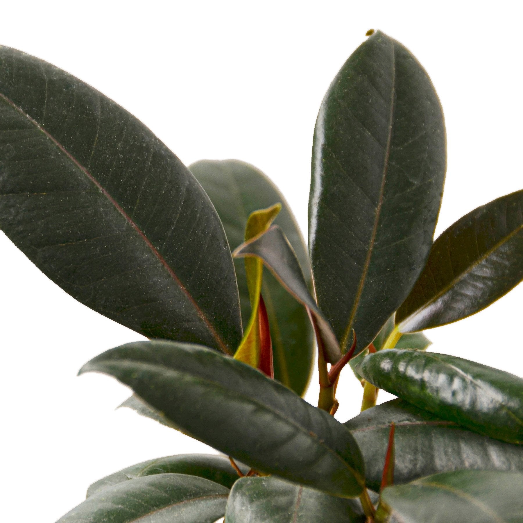 Burgundy Rubber Plant — Ficus Elastica live plant