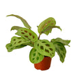 Maranta 'Leuconeura' — 4-Inch Pot
