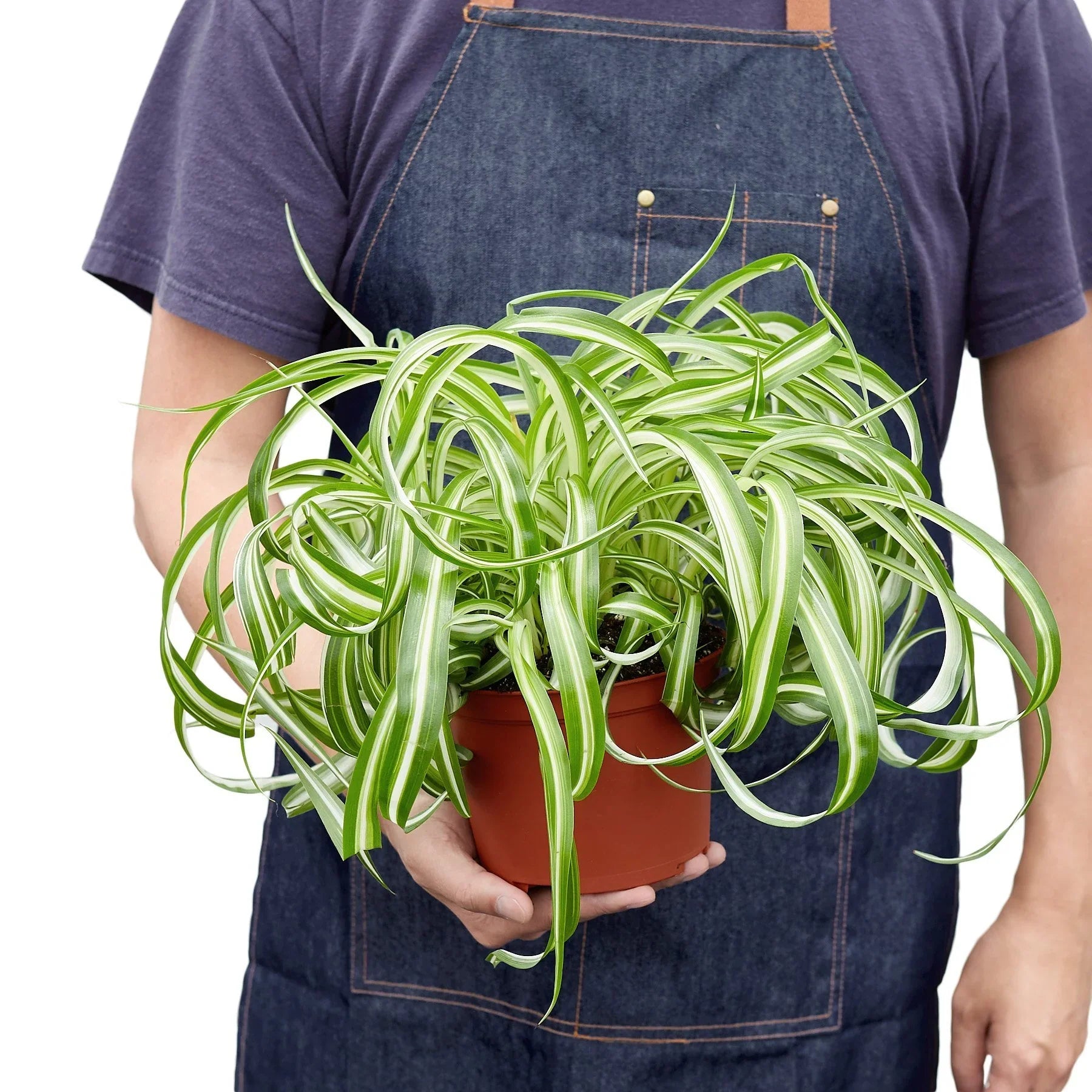 Bonnie Spider Plant — Curly Spider Plant live plant