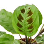 Green Prayer Plant — Maranta Leuconeura live plant