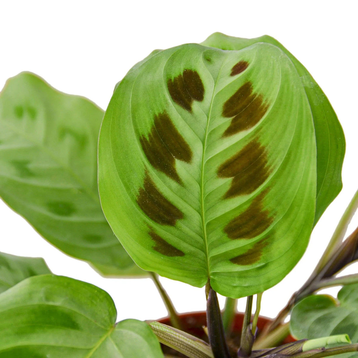 Green Prayer Plant — Maranta Leuconeura live plant