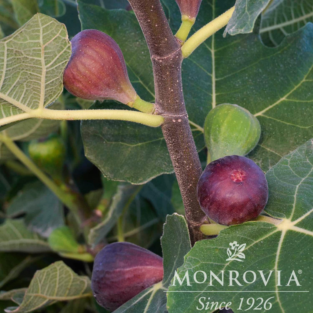 Chicago Hardy Fig Tree — Cold-Hardy & Self-Pollinating live plant