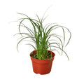 Ponytail Palm — Easy-Care Indoor Tree