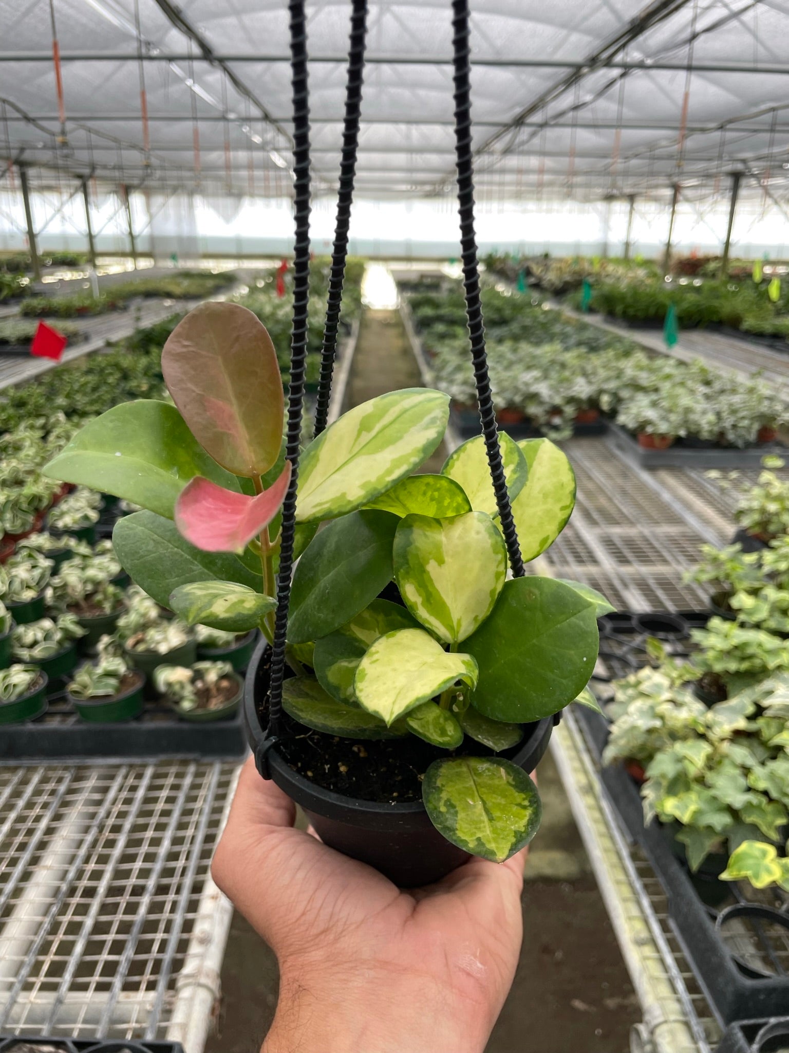Hoya Australis Lisa — Colorful Variegated Wax Plant live plant