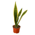 Snake Plant Laurentii — 4-Inch Pot