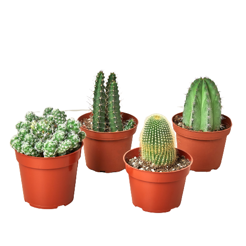 Cacti Variety Pack - 4.0" Pot — 4-Plant Set
