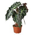 African Mask Alocasia — Alocasia Polly