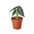 Bambino Alocasia — Compact African Mask Plant