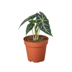 Bambino Alocasia — Compact African Mask Plant live plant