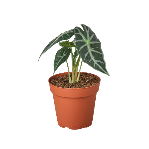 Bambino Alocasia — Compact African Mask Plant live plant