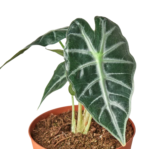 Bambino Alocasia — Compact African Mask Plant live plant