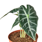 Bambino Alocasia — Compact African Mask Plant live plant
