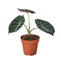 Alocasia Reginula 'Black Velvet' — 4-Inch Pot