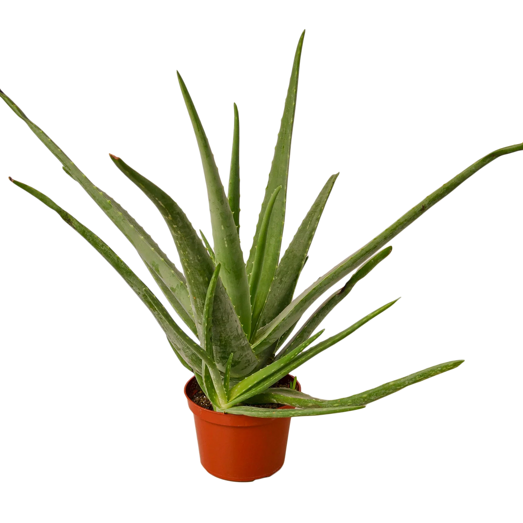 Aloe Vera — Easy-Care Succulent live plant