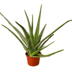 Aloe Vera — Easy-Care Succulent live plant