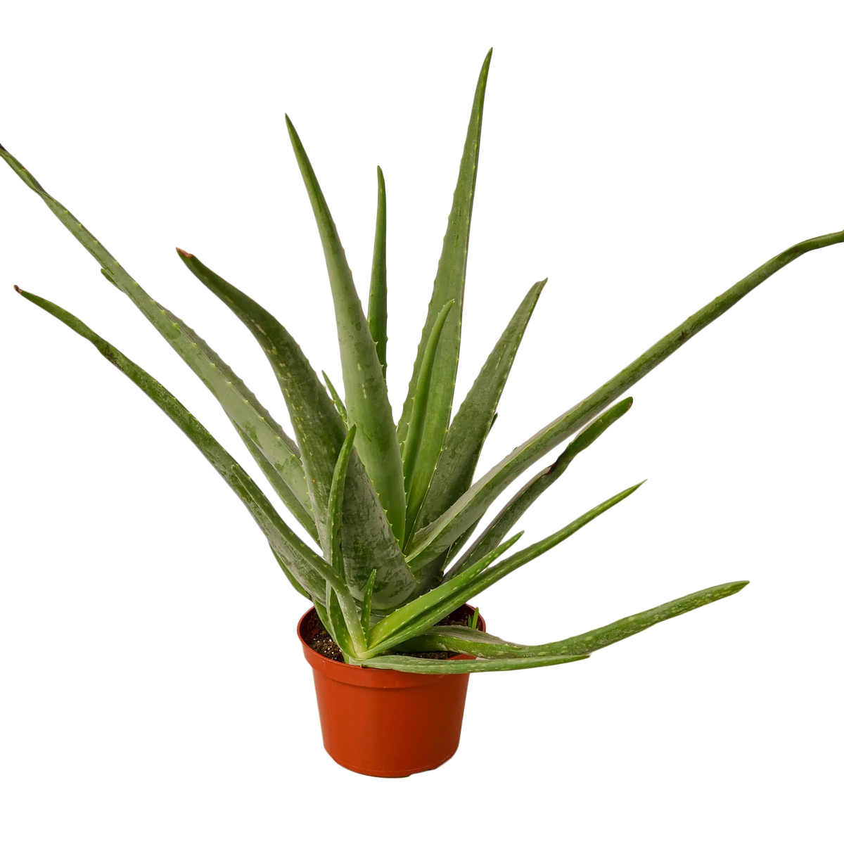Aloe Vera — Easy-Care Succulent live plant