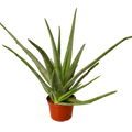 Aloe Vera — 6-Inch Pot