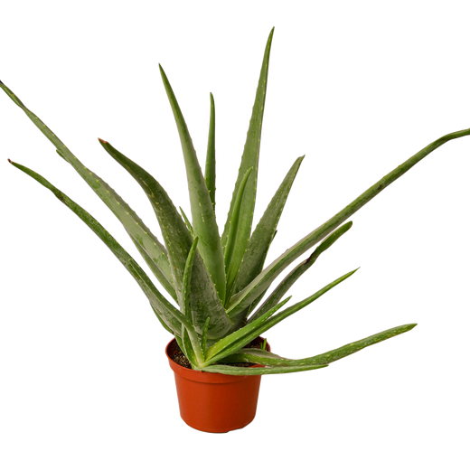 Aloe Vera — 6-Inch Pot