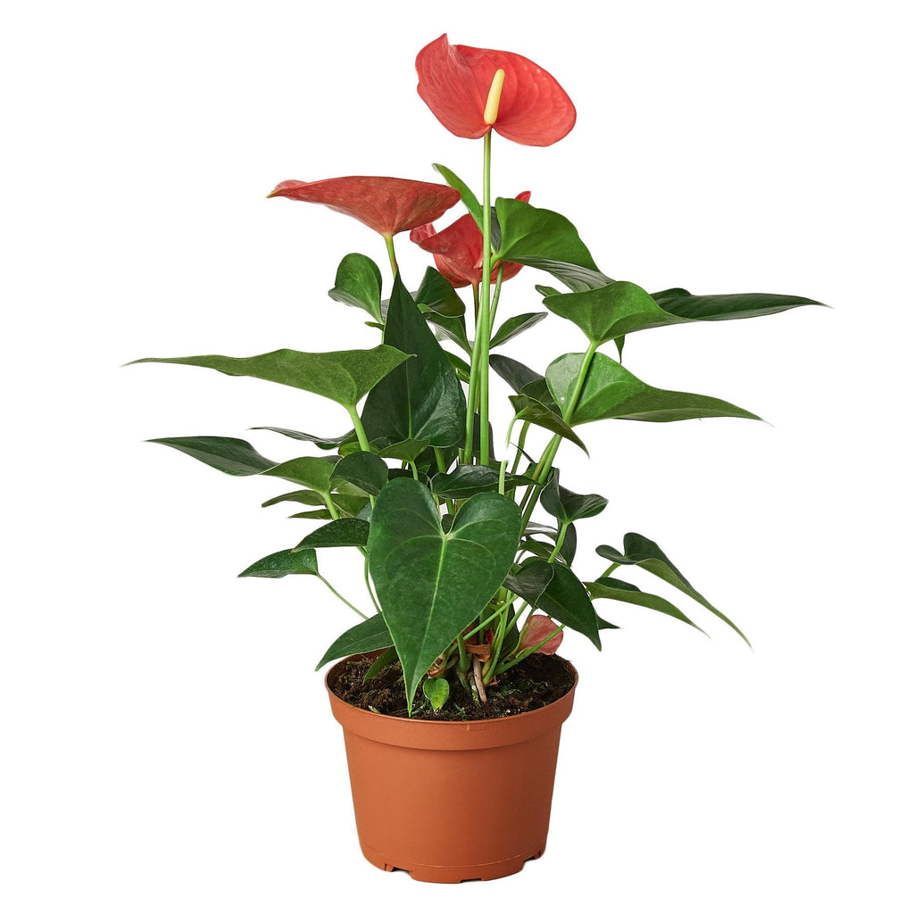 Pink Anthurium — Flowering Houseplant live plant