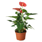 Pink Anthurium — Flowering Houseplant live plant