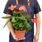 Red Anthurium — Flowering Houseplant live plant