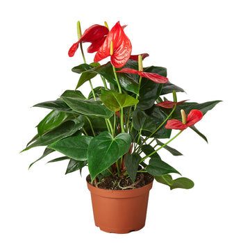 Red Anthurium — Flowering Houseplant live plant
